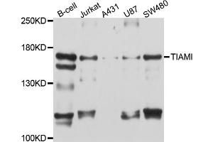 Western blot analysis of extracts of various cell lines, using TIAM1 antibody (ABIN4905419) at 1:1000 dilution. (TIAM1 anticorps)