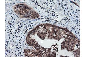 Image no. 5 for anti-Ret Finger Protein-Like 3 (RFPL3) antibody (ABIN1500675) (RFPL3 anticorps)