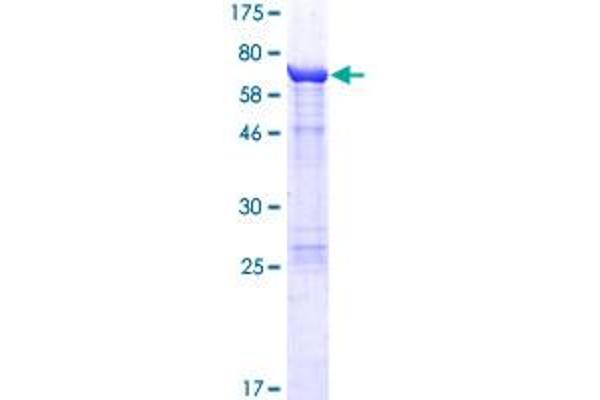 Keratin 36 Protein (KRT36) (AA 1-417) (GST tag)