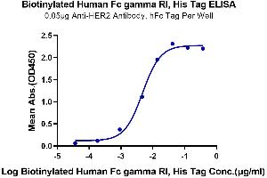 Immobilized Anti-HER2 Antibody, hFc Tag at 0. (FCGR1 Protein (AA 16-288) (His-Avi Tag,Biotin))