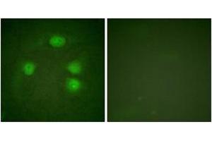 Immunofluorescence (IF) image for anti-Potassium Inwardly-Rectifying Channel, Subfamily J, Member 3 (KCNJ3) (AA 151-200) antibody (ABIN2888872) (KCNJ3 anticorps  (AA 151-200))