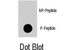 Dot blot analysis of PIK3CD (phospho Y524) polyclonal antibody  on nitrocellulose membrane. (PIK3CD anticorps  (pTyr524))