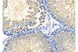 ABIN6265420 and ABIN6278637 at 1/100 staining Rat testis tissue by IHC-P. (TAAR3 anticorps  (Internal Region))