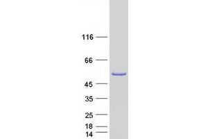 Validation with Western Blot