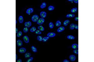 Immunofluorescence Analysis of HeLa cells stained with CF647R labeled Nucleolin Mouse Monoclonal Antibody (NCL/902)(Green) Blue: DAPI.