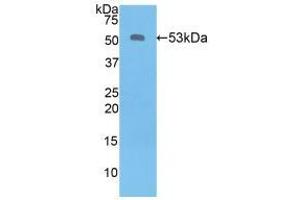 Western blot analysis of recombinant Human KLK6. (Kallikrein 6 anticorps  (AA 17-244))