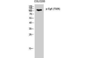 Western Blotting (WB) image for anti-Kinesin Family Member 11 (KIF11) (pThr926) antibody (ABIN3182269) (KIF11 anticorps  (pThr926))