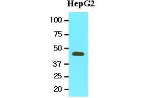 Western Blotting (WB) image for anti-Methionine Adenosyltransferase II, alpha (MAT2A) (AA 1-395), (N-Term) antibody (ABIN356234) (MAT2A anticorps  (N-Term))