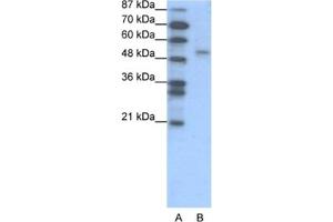 Western Blotting (WB) image for anti-Forkhead Box D2 (FOXD2) antibody (ABIN2460280) (FOXD2 anticorps)