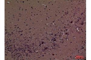 Immunohistochemistry (IHC) analysis of paraffin-embedded Mouse Brain, antibody was diluted at 1:100.