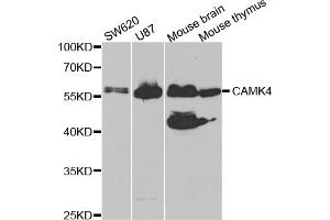 Western blot analysis of extracts of various cell lines, using CAMK4 antibody (ABIN5973050) at 1/1000 dilution. (CAMK4 anticorps)