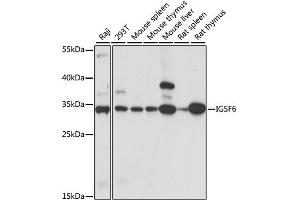 Western blot analysis of extracts of various cell lines, using IGSF6 antibody (ABIN6291162) at 1:1000 dilution. (IGSF6 anticorps)