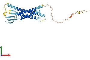 AlphaFold protein structure predicition of Mouse Recombinant Cldn16 Protein, UniprotID Q925N4