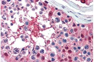 Human Testis (formalin-fixed, paraffin-embedded) stained with Ubiquitin antibody ABIN462097 at 10 ug/ml followed by biotinylated goat anti-rabbit IgG secondary antibody ABIN481713, alkaline phosphatase-streptavidin and chromogen. (Ubiquitin anticorps)