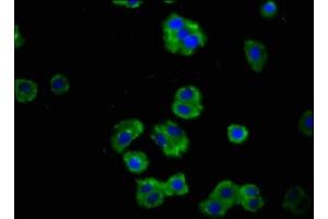 Immunofluorescence staining of HepG2 cells with ABIN7167505 at 1:100, counter-stained with DAPI.