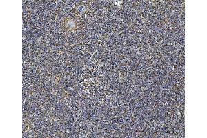 IHC analysis of COX5B using anti-COX5B antibody (ABIN7598975).