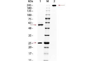 SDS PAGE of Mouse anti-AKT Monoclonal Antibody.