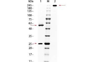 SDS PAGE of Mouse anti-AKT Monoclonal Antibody. (AKT1 anticorps  (C-Term))
