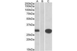 Western Blotting (WB) image for anti-Mid1-Interacting Protein 1 (m1ip1) (Internal Region) antibody (ABIN2464722) (m1ip1 anticorps  (Internal Region))
