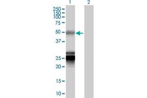 Western Blot analysis of BTNL3 expression in transfected 293T cell line by BTNL3 MaxPab polyclonal antibody. (BTNL3 anticorps  (AA 1-466))