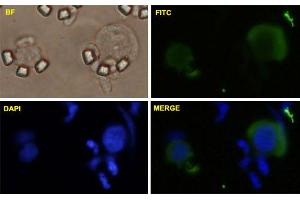 HeLa cells were stained with MYC-FITC labeled monoclonal antibody (Green). (c-MYC anticorps  (AA 330-439))
