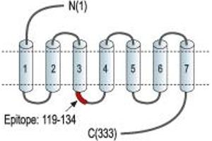 anti-Purinergic Receptor P2Y, G-Protein Coupled, 13 (P2RY13) (2nd Cytoplasmic Loop), (AA 119-134) antibody