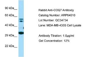 Western Blotting (WB) image for anti-Coenzyme Q Biosynthesis Protein 7 (Coq7) (N-Term) antibody (ABIN2789693) (Coq7 anticorps  (N-Term))