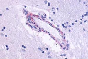 Immunohistochemical staining of human brain, vessel with CHRM5 polyclonal antibody .
