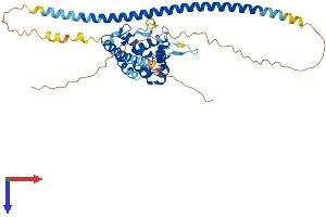 AlphaFold protein structure predicition of Mouse Recombinant Rundc3b Protein, UniprotID Q6PDC0