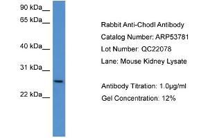WB Suggested Anti-Chodl  Antibody Titration: 0. (CHODL anticorps  (C-Term))