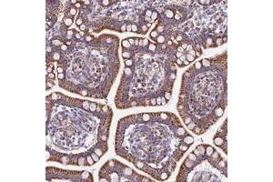 Immunohistochemical staining of human small intestine with FAM186B polyclonal antibody  shows strong cytoplasmic positivity in glandular cells. (FAM186B anticorps)