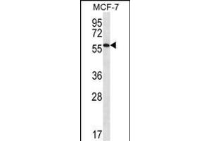 SL1 Antibody (C-term) (ABIN656721 and ABIN2845948) western blot analysis in MCF-7 cell line lysates (35 μg/lane).