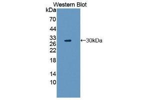 Western Blotting (WB) image for anti-Hepatocyte Growth Factor (Hepapoietin A, Scatter Factor) (HGF) (AA 495-730) antibody (ABIN1868356) (HGF anticorps  (AA 495-730))