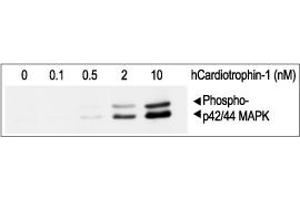 Recombinant human Cardiotrophin-1 protein induces ERK1/2 MAPK phosphorylation.