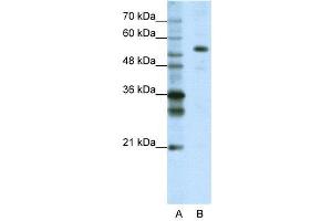 WB Suggested Anti-FLJ12529  Antibody Titration: 1.