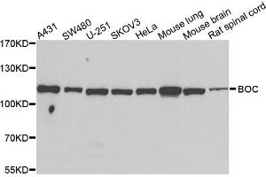 Western blot analysis of extracts of various cells, using BOC antibody. (BOC anticorps)