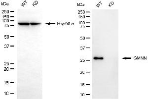 Western blotting analysis using GMNN antibody (ABIN7798705).