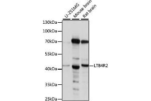 Western blot analysis of extracts of various cell lines, using LTB4R2 antibody (ABIN7268247). (LTB4R2 anticorps  (AA 254-358))