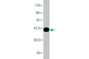 Western Blot detection against Immunogen (37.