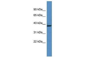 Ghitm antibody used at 0. (GHITM anticorps  (Middle Region))