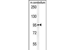 Western blot analysis in mouse cerebellum tissue lysates (15ug/lane). (NAA25 anticorps  (AA 720-748))