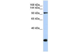 WB Suggested Anti-TJP2 Antibody Titration:  0.