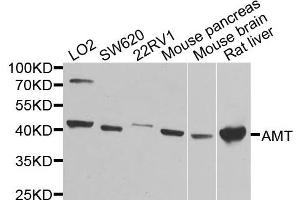 Western blot analysis of extracts of various cells, using AMT antibody. (Aminomethyltransferase anticorps)