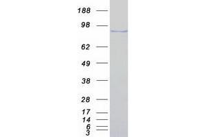 Validation with Western Blot