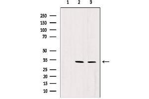 Western blot analysis of extracts from various samples, using RNASEH1 antibody. (Ribonuclease H1 anticorps  (Internal Region))