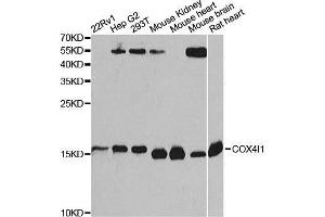 Western blot analysis of extracts of various cell lines, using COX4I1 Antibody. (COX IV anticorps  (AA 23-169))
