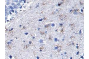 Detection of GFAP in Rat Cerebrum Tissue using Monoclonal Antibody to Glial Fibrillary Acidic Protein (GFAP)