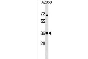 CALHM3 Antibody (N-term) (ABIN1539549 and ABIN2850373) western blot analysis in  cell line lysates (35 μg/lane). (CALHM3 anticorps  (N-Term))