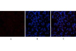 Immunofluorescence analysis of rat lung tissue. (Cytochrome C anticorps  (AA 1268-1341))