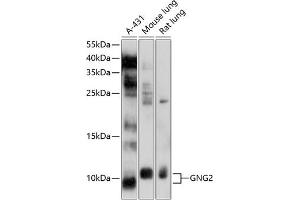Western blot analysis of extracts of various cell lines, using GNG2 antibody (ABIN6133410, ABIN6141236, ABIN6141237 and ABIN6214513) at 1:1000 dilution.